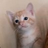 (แม๋วส้ม) ttミ 🔔 profil fotoğrafı