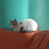 catlovers's profile picture