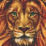 Profilbild von The lion