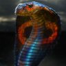 Shivas Snake, CFA 🔱🐍 🇬🇧 ↗️'s profile picture