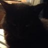 Profilbild von Boo Meester