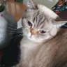 Anne Silver profil fotoğrafı