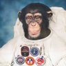 Oilfield test monkey's profile picture