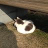 ミヤマモリヒト 的头像