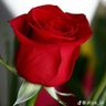 الوردة الجوريه's profile picture