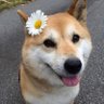 Profilbild von ส้ม
