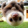 Фото профиля 🦥 Slothie McSlothface 🇺🇸🍑