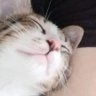 อยากลาออกมาเป็นแมว's profile picture