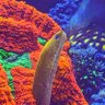 Фото профиля 星⭐桃次郎⭐