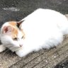 Фото профиля アベノシンパ