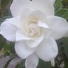 Фото профиля Flor Mar