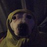Dan's profile picture