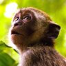 Monkey Grunts's profile picture
