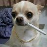 人間吉娃娃's profile picture