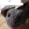 東雲 有亜(ふにふに) profil fotoğrafı