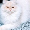 Фото профиля Dr Ahmed Said
