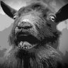 GØÅTS ØF DØØM's profile picture