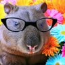 Profilbild von The Wombat Tweets #TeamOrca #FreePalestine 🍉
