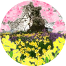 アメチカ's profile picture