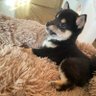 黒柴チョコプリン profil fotoğrafı