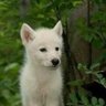 Lobinho ᵖˢᶜ ¹⁹¹⁴🐺 🦨 🅱️'s profile picture