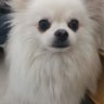 Shixiaotian314159's profile picture