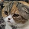 tempoko's profile picture