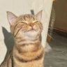 V.creator's profile picture