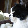 かまくま profil fotoğrafı