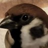 Profilbild von リンジー 雀野