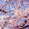 さくら profil fotoğrafı
