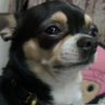 Profilbild von てん