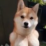 恶魔之y's profile picture