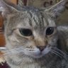 SanR's profile picture