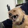 Skibli's profile picture