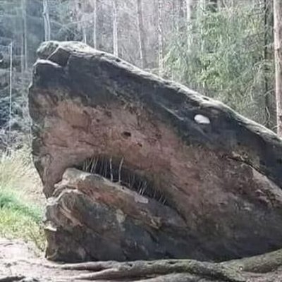 CestTerrifiant's profile picture