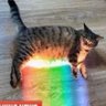 ThisCatSavesLives 的头像