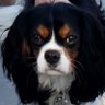 Ringo Star's profile picture