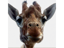 Mike's profile picture