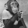 Profilbild von Methuselah Honeysuckle