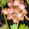 DRIZA CHERIMOUS profil fotoğrafı