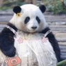 被喵欺负的狗子's profile picture