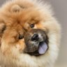 Фото профиля Mo the Dog