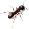 Ant's profile picture
