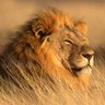 LionsoftheSenate's profile picture
