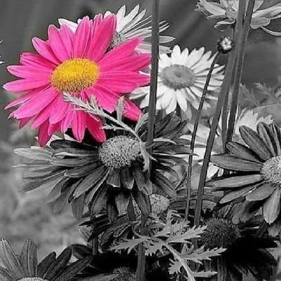 Aazma 🇮🇳 آعظمہ's profile picture