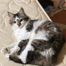 Фото профиля にゃんずまま