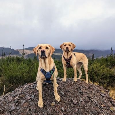 BertsLegacy's profile picture