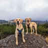 Albert and Bera 🐶🐕 Bert's Legacy 🌈 ❤️ 的头像