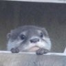 Profilbild von 仮眠